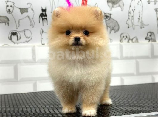 Teddy Beat Pomerani̇an Bebekler görsel