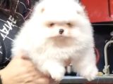 Show Class Pomeranian Boo Yavrular Heryere Gönderilir