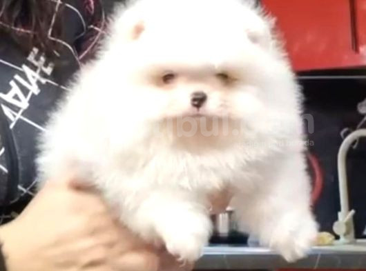 Show Class Pomeranian Boo Yavrular Heryere Gönderilir görsel