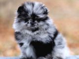 Show Class Pomeranian Boo Yavrular Heryere Gönderilir