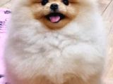 Show Class Pomeranian Boo Yavrular Heryere Gönderilir