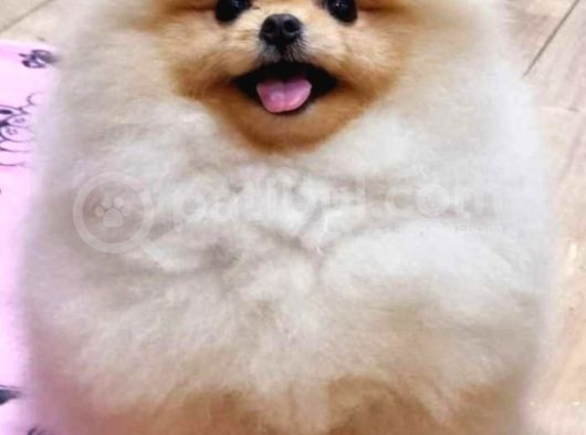 Show Class Pomeranian Boo Yavrular Heryere Gönderilir görsel