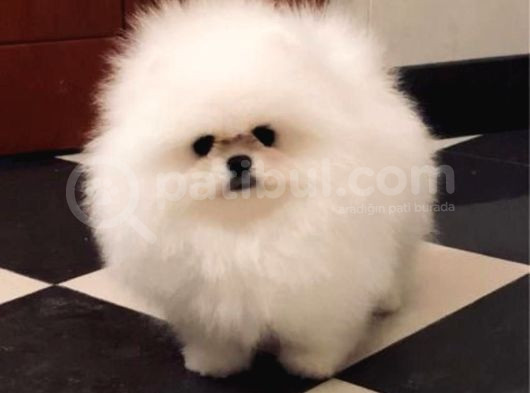 Show Class Pomeranian Boo Yavrular Heryere Gönderilir görsel