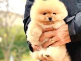 Safkan Teddy bear Oğlumuz