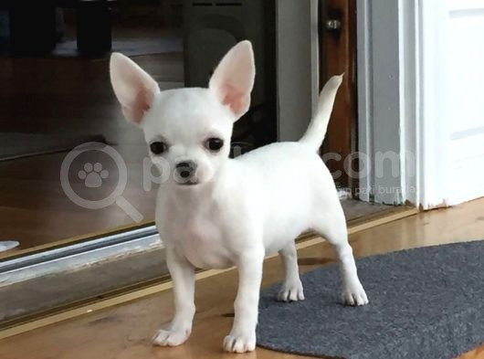 Minik Dostunuz Şivava Olacak görsel