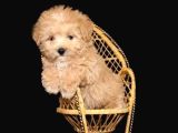 Kahve tonlu mini boy puppy sevimli  MALTİPO CİNSİ