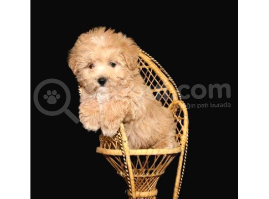 Kahve Tonlu Mini Boy Puppy Sevimli  Malti̇po Ci̇nsi̇