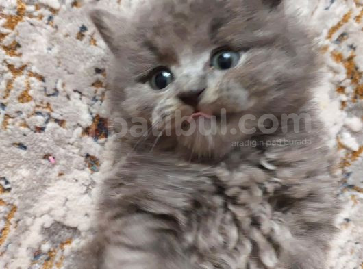 Oğlumuza Yeni Yuvasını Arıyoruz görsel