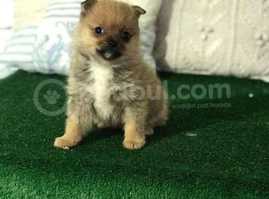Teacup Erkek Pomeri̇an Yavrusu görsel