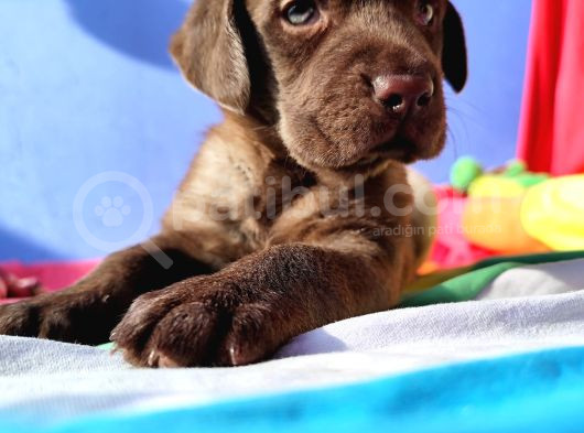 Annesi̇ni̇n Tek Ve Orji̇nal Labrador Yavrusu