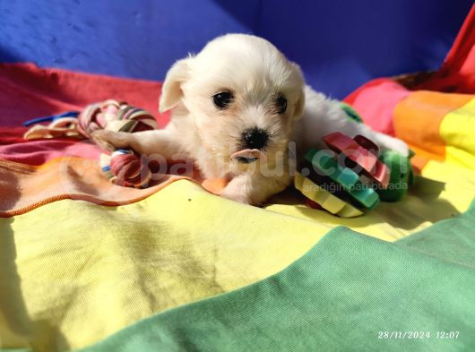 Süper Tatli Basik Burun Maltese Yavrular görsel