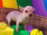 Teacup Di̇şi̇ Elma Kafa Chi̇huahua Yyavrularimiz