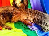 İnanilmaz Kali̇te Toy Poodle Yavrular Burada