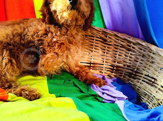 İnanilmaz Kali̇te Toy Poodle Yavrular Burada görsel