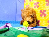 İnanilmaz Kali̇te Toy Poodle Yavrular Burada