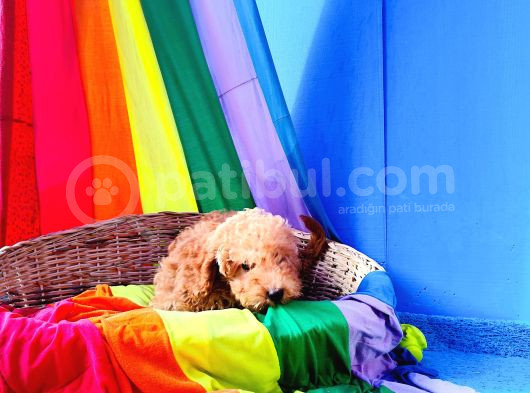İnanilmaz Kali̇te Toy Poodle Yavrular Burada görsel