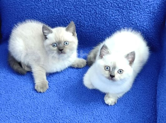 Kaçırılmayacak Mükemmel Blue Point Dişi Ve Erkek Yavrular görsel