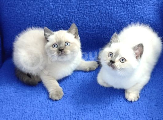 Kaçırılmayacak Mükemmel Blue Point Dişi Ve Erkek Yavrular görsel