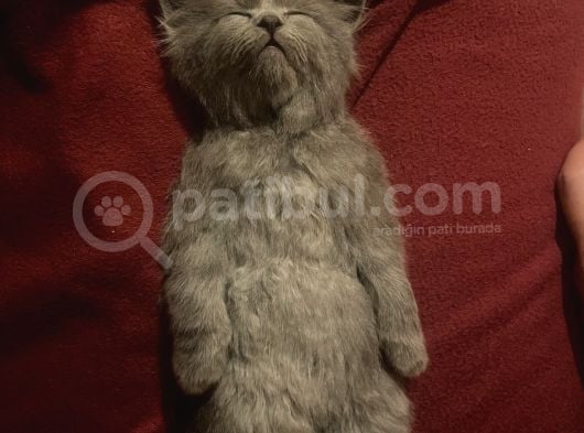 Oğlumuza Yeni Yuvasını Arıyoruz görsel