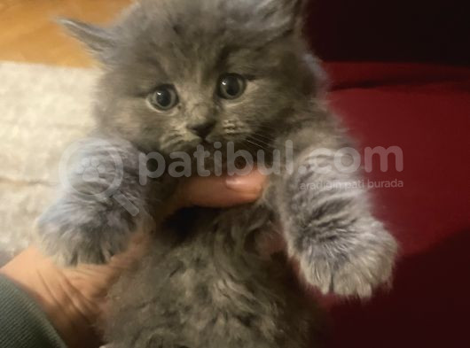 Oğlumuza Yeni Yuvasını Arıyoruz görsel