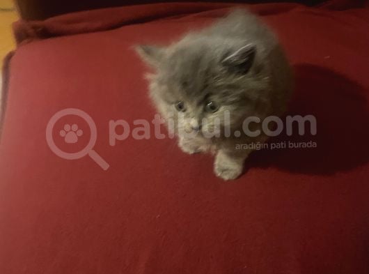 Oğlumuza Yeni Yuvasını Arıyoruz