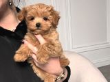 TARÇIN MALTİPOO YAVRULARI