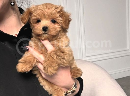 Tarçin Malti̇poo Yavrulari