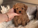 SAFKAN TOY POODLE BEBEKLER