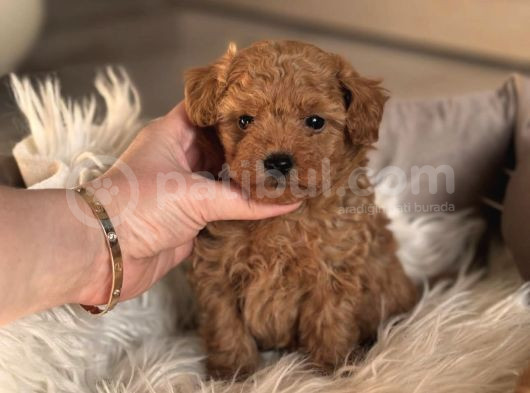 Safkan Toy Poodle Bebekler