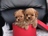 SAFKAN TOY POODLE YAVRULAR