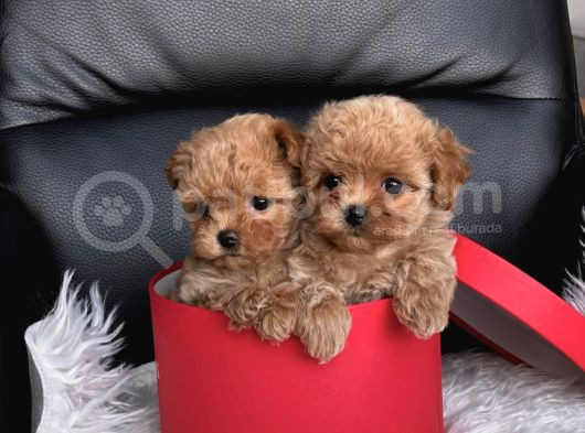 Safkan Toy Poodle Yavrular