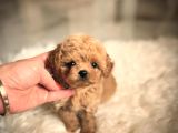 Safkan Toy Poodle Yavrular