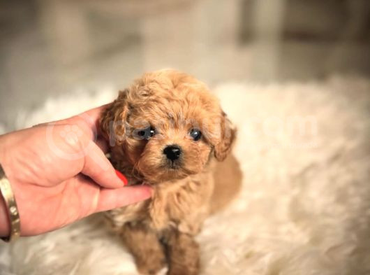 Safkan Toy Poodle Yavrular görsel