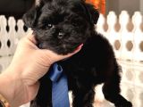 SİYAH TOY POODLE YAVRULARI