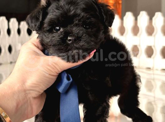 Si̇yah Toy Poodle Yavrulari