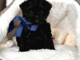Si̇yah Toy Poodle Yavrulari