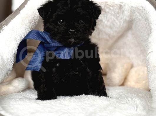 Si̇yah Toy Poodle Yavrulari görsel