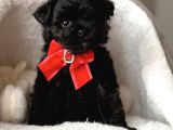 ZEYTİN KARASI TOY POODLE BEBEKLER