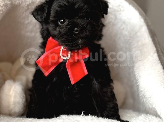 Zeyti̇n Karasi Toy Poodle Bebekler