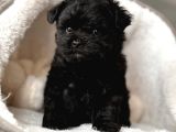 Zeyti̇n Karasi Toy Poodle Bebekler