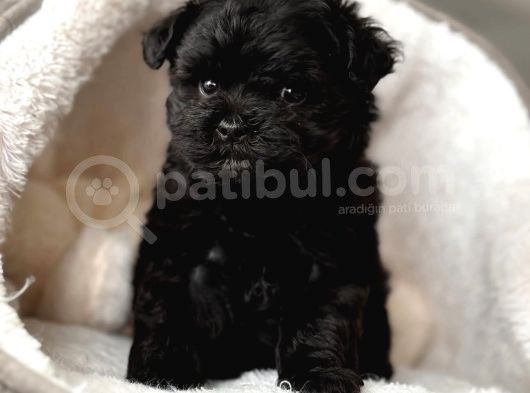 Zeyti̇n Karasi Toy Poodle Bebekler görsel