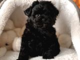 Zeyti̇n Karasi Toy Poodle Bebekler