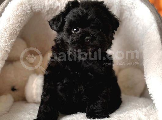 Zeyti̇n Karasi Toy Poodle Bebekler görsel