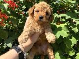 SAFKAN KALİTE TOY POODLE YAVRULAR