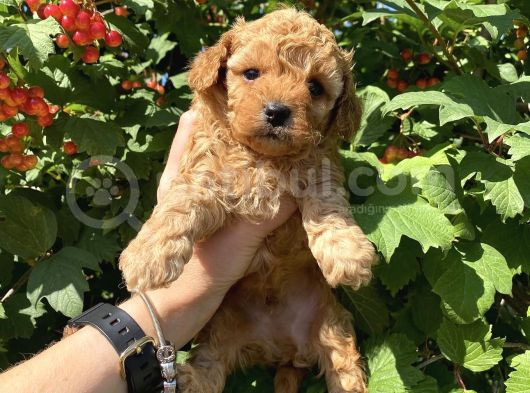 Safkan Kali̇te Toy Poodle Yavrular