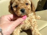 Safkan Kali̇te Toy Poodle Yavrular
