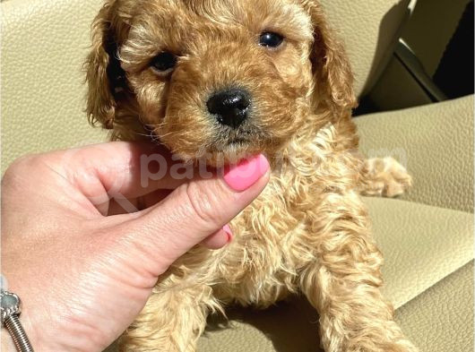 Safkan Kali̇te Toy Poodle Yavrular görsel