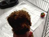 Yavru Toy Poodle