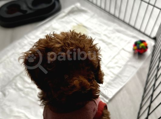 Yavru Toy Poodle görsel