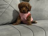 Yavru Toy Poodle
